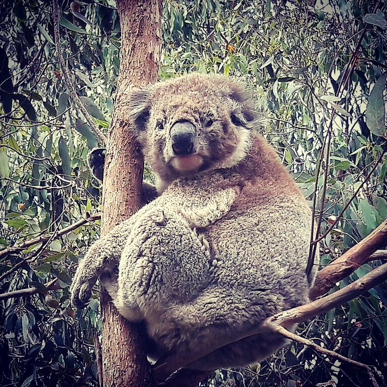 Koala: ‘Yes, mate, I’m cute. But there’s so much more to me than that!’